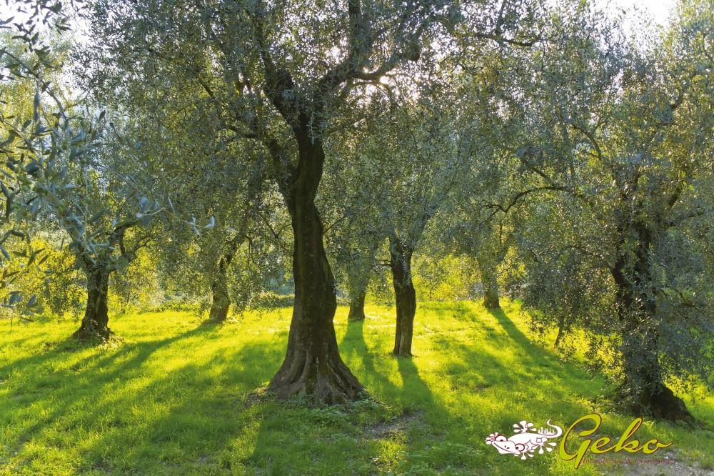Vendita Loft, mansarde e attici, San Gimignano foto
