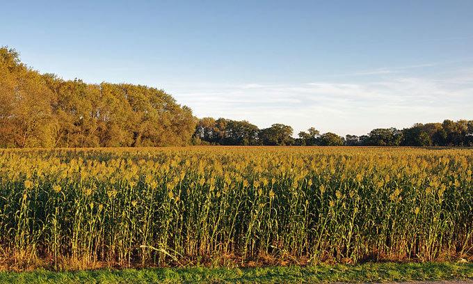 Vendita Case, Monsano Vendita Case, Monsano foto