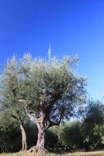 Vendita Terreni, Santo Stefano di Magra