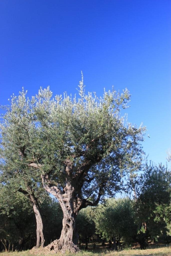 Vendita Terreni, Santo Stefano di Magra Vendita Terreni, Santo Stefano di Magra foto