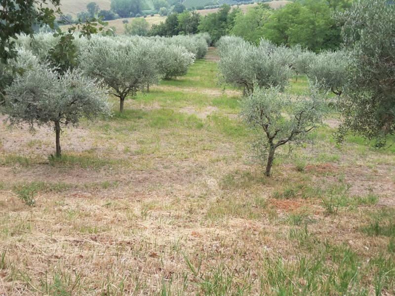 Vendita Multivani, Offagna foto