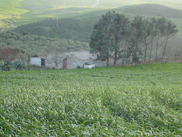 Vendita Terreno Agricolo, Termini Imerese foto