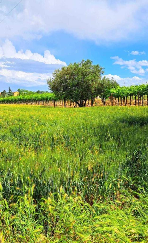 Vendita Terreni, Rocca San Giovanni foto