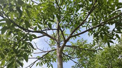 Vendita Case, Noto Vendita Case, Noto