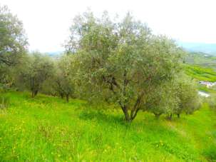 Vendita Monovano, Colonnella