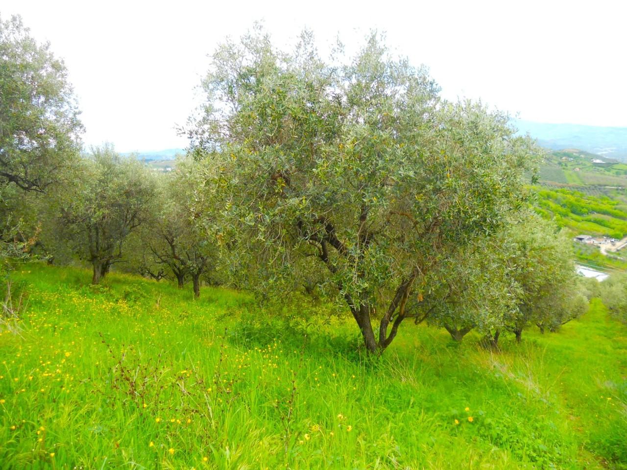 Vendita Monovano, Colonnella foto