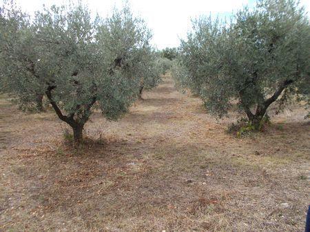 Vendita Terreni, Treglio Vendita Terreni, Treglio foto
