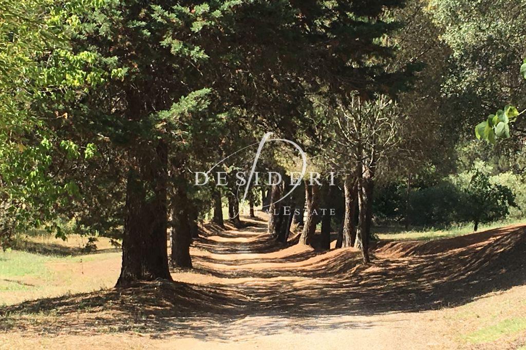 Vendita Altri immobili, Magliano in Toscana Vendita Altri immobili, Magliano in Toscana foto