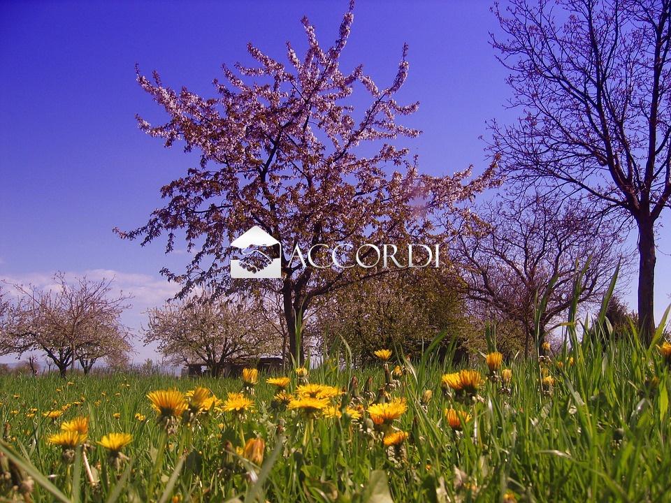 Vendita Case, San Pietro di Feletto Vendita Case, San Pietro di Feletto foto