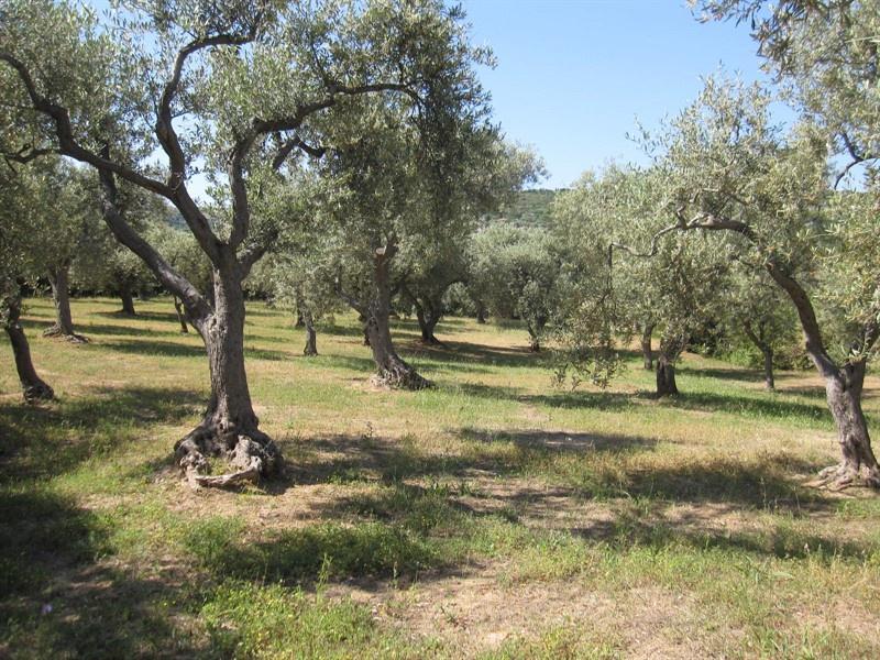 Vendita Monovano, Castagneto Carducci foto