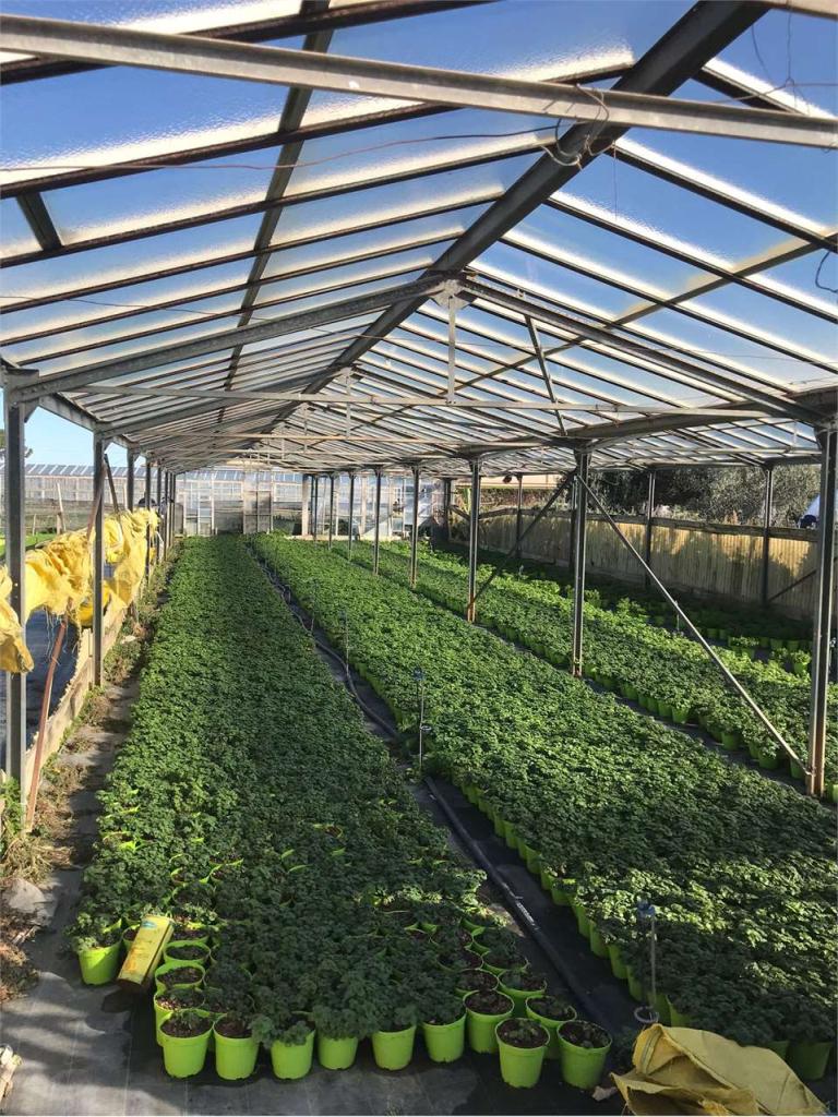 Vendita vendita, Albenga Vendita vendita, Albenga foto