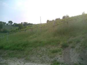 Vendita vendita, Savignano sul Panaro