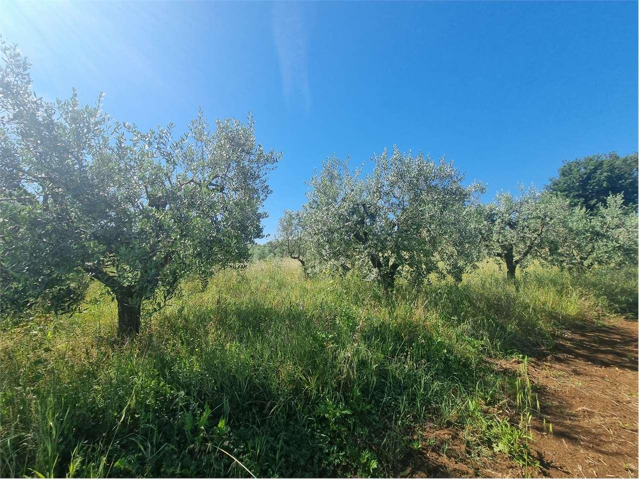 Vendita vendita, San Cesareo foto