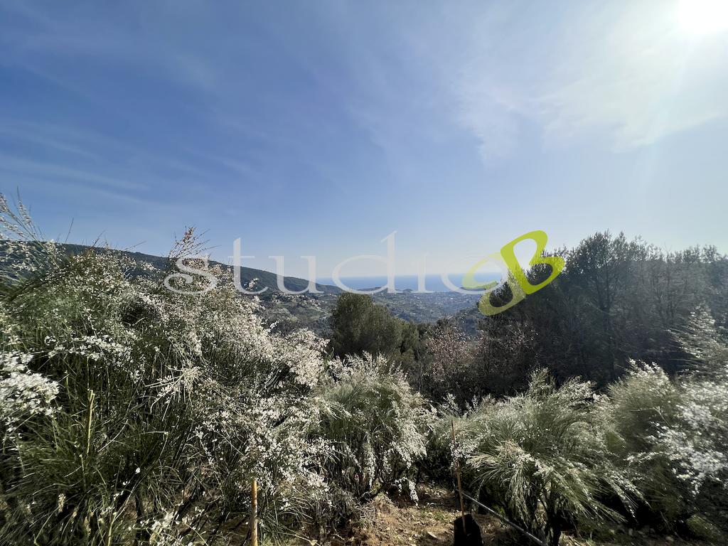 Vendita vendita, Vallebona foto