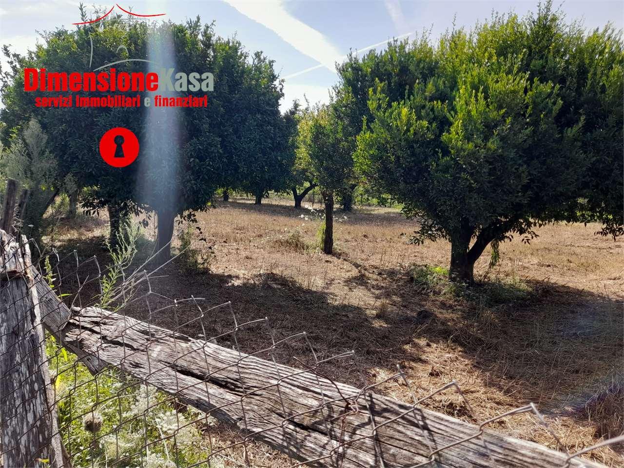 Vendita vendita, Nola foto