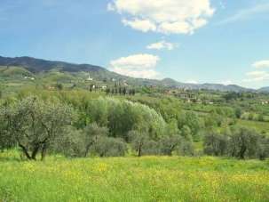 Vendita vendita, Capannori