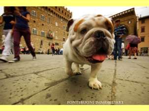 Affitto COMMERCIALE, Firenze