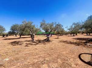Vendita Terreno Agricolo, Ragusa