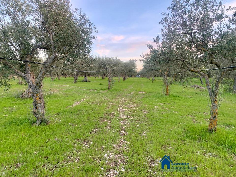 Vendita Loft, mansarde e attici, Cellamare Vendita Loft, mansarde e attici, Cellamare foto