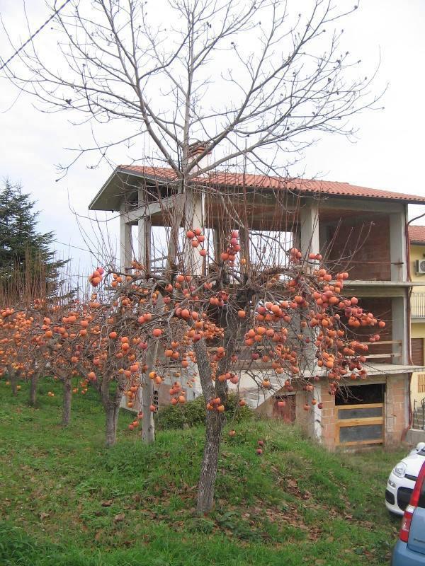 Vendita Esavani, San Martino sulla Marrucina foto