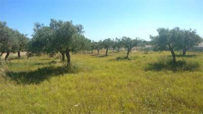 Vendita vendita, Marsala