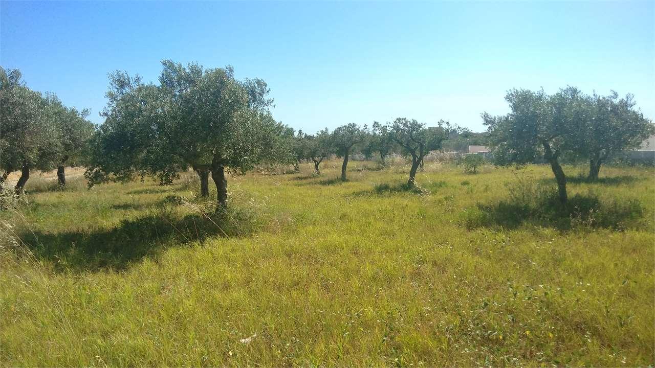 Vendita vendita, Marsala foto