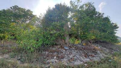 Vendita Rustico, Ripatransone