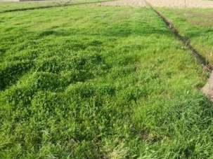 Vendita vendita, Porcari Vendita vendita, Porcari