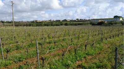 Vendita vendita, Marsala Vendita vendita, Marsala