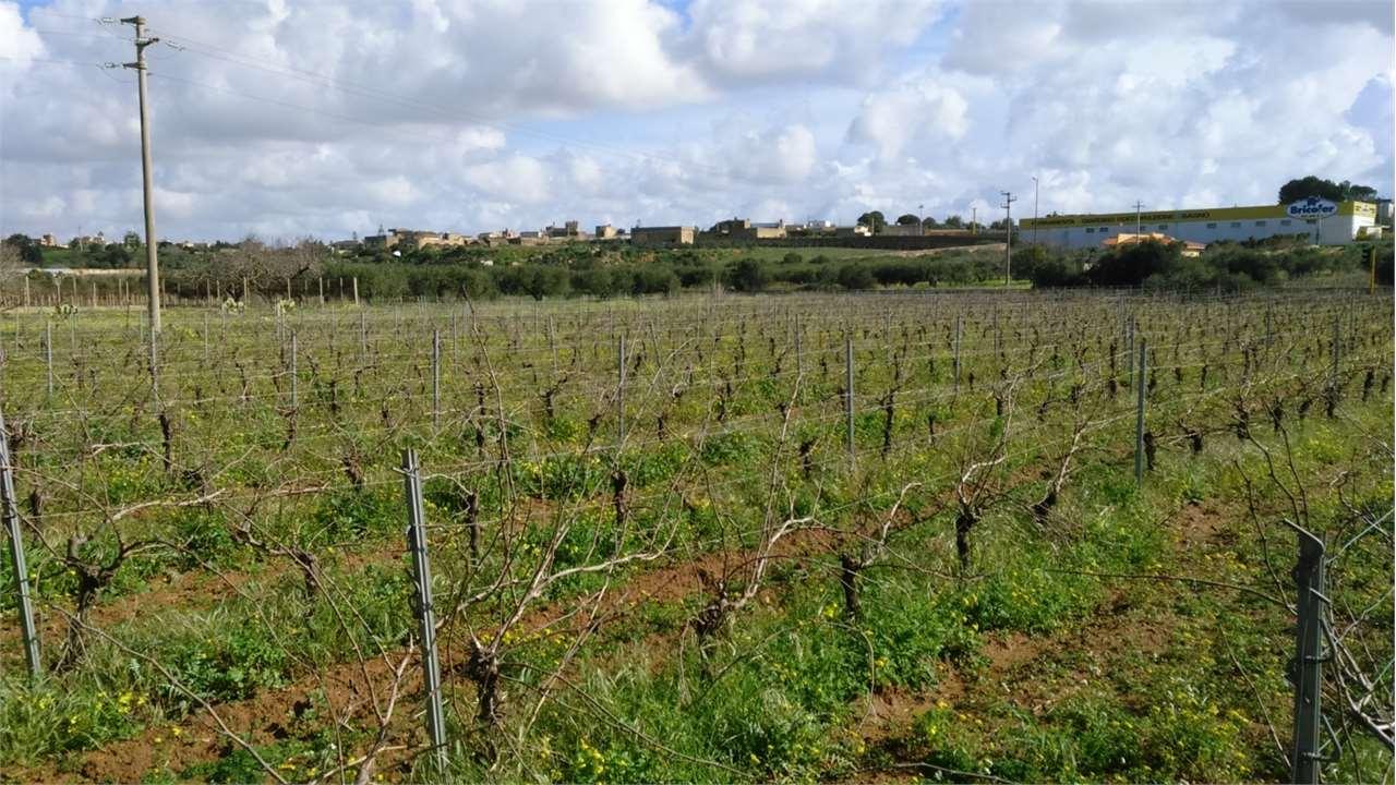 Vendita vendita, Marsala foto