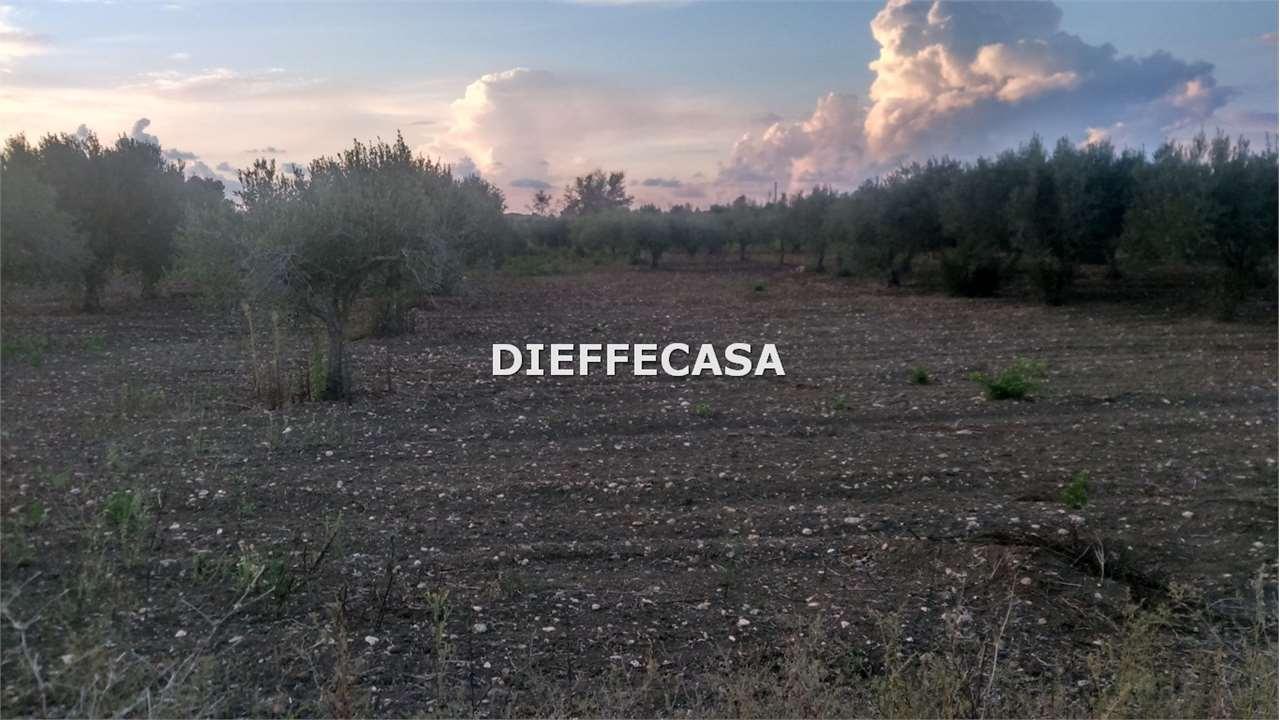 Vendita vendita, Marsala foto