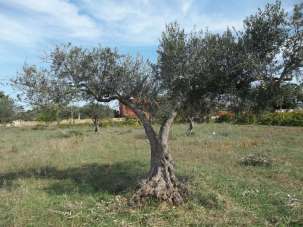 Vendita vendita, Marsala