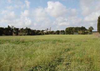 Vendita vendita, Petrosino