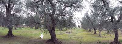 Vendita vendita, San Donaci Vendita vendita, San Donaci