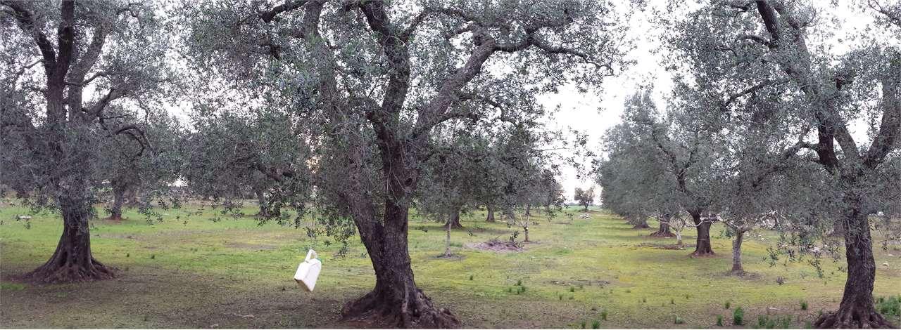 Vendita vendita, San Donaci foto