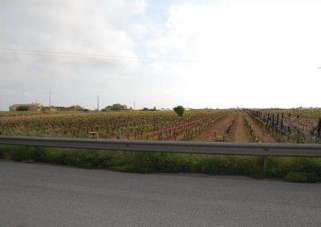 Vendita vendita, Marsala