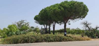 Vendita vendita, San Donaci