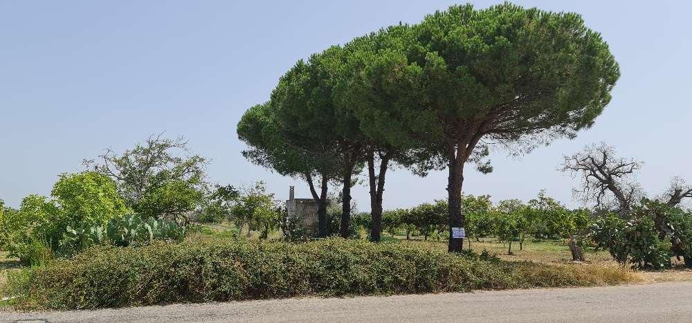 Vendita vendita, San Donaci foto