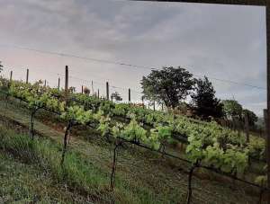 Vendita Terreno Agricolo, Mombaroccio Vendita Terreno Agricolo, Mombaroccio