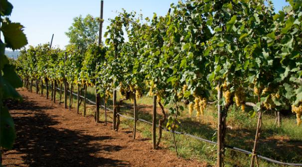 Vendita Monovano, Castelnuovo Magra foto