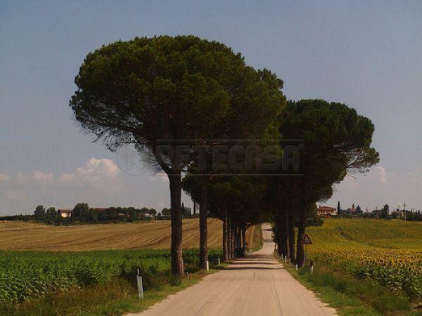 Venta Pentavani, Sovicille foto