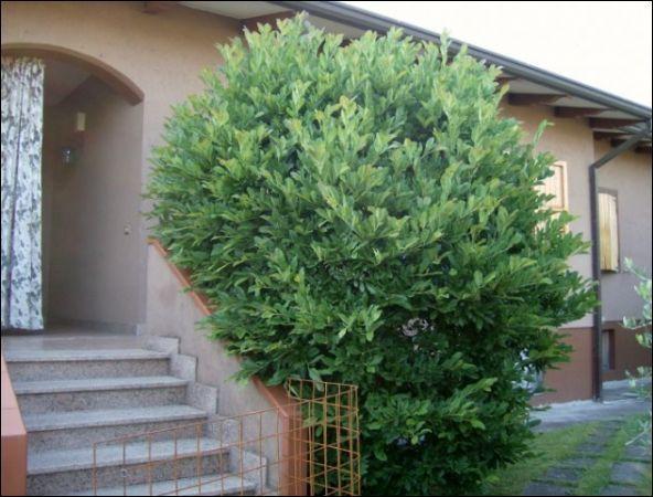 Venta Esavani, Luni foto