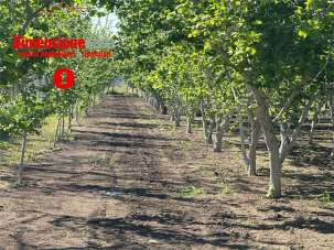 Vendita vendita, Nola Vendita vendita, Nola