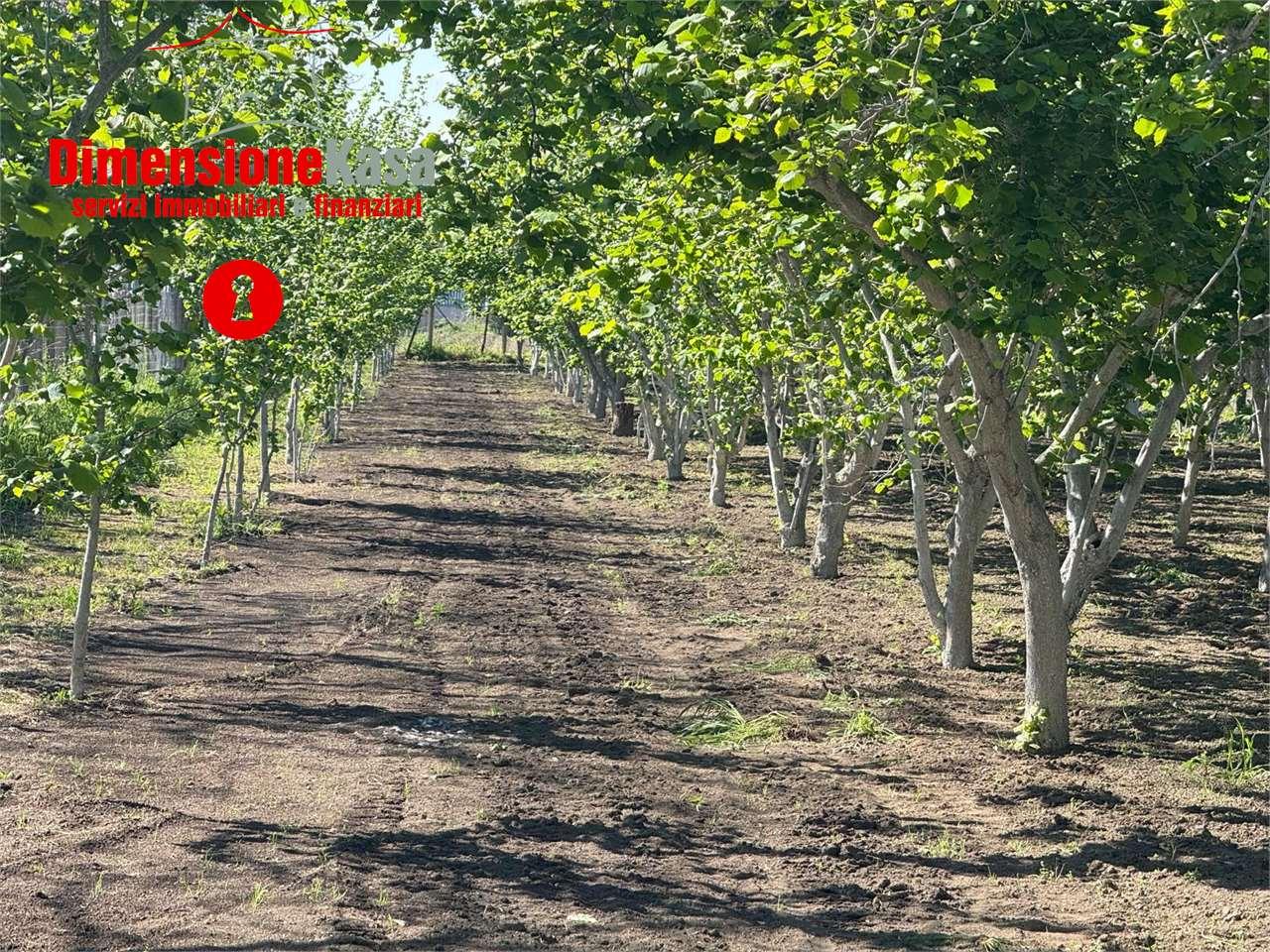 Vendita vendita, Nola foto