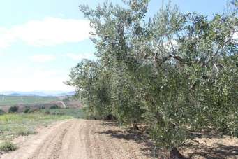 Vendita Terreno, Cupello Vendita Terreno, Cupello