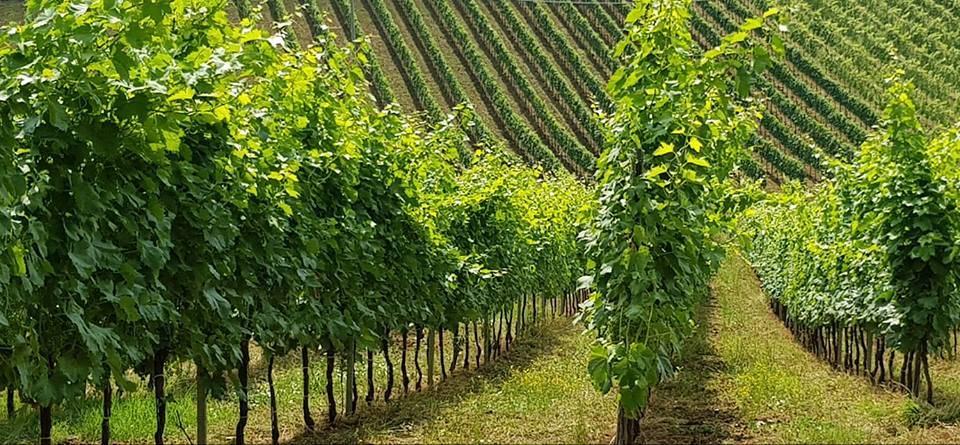 Vendita Terreno, Acquaviva Picena foto