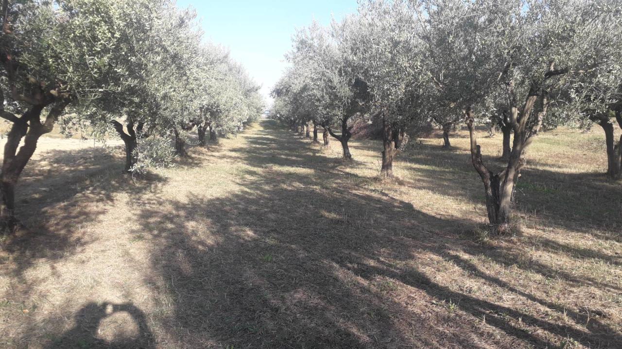 Vendita Terreno, Turrivalignani foto