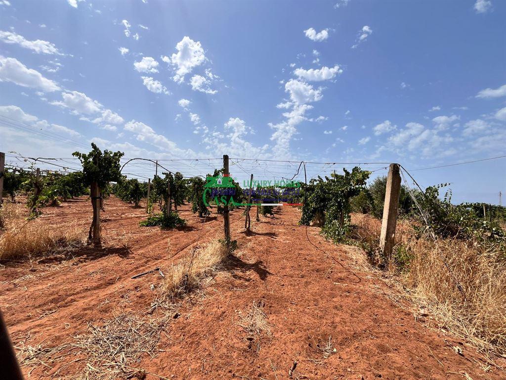 Vendita Terreno Agricolo, Vittoria Vendita Terreno Agricolo, Vittoria foto