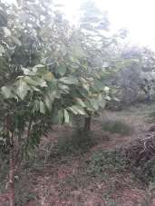 Vendita Monovano, Poggiofiorito Vendita Monovano, Poggiofiorito