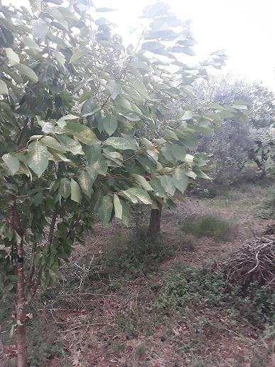 Vendita Monovano, Poggiofiorito foto